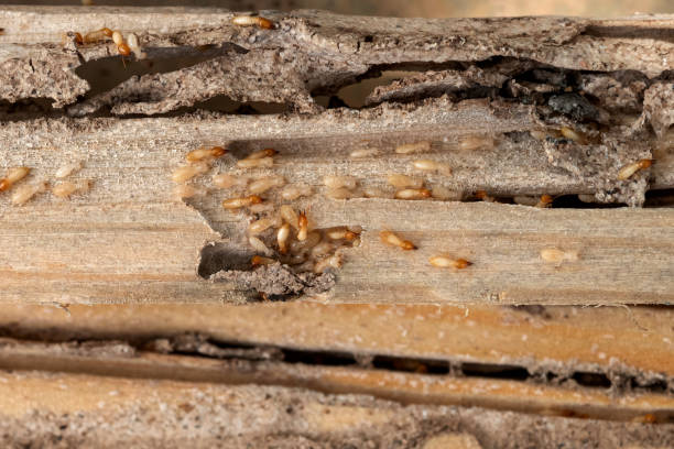 Pest Control Cost in Chesterfield, MO