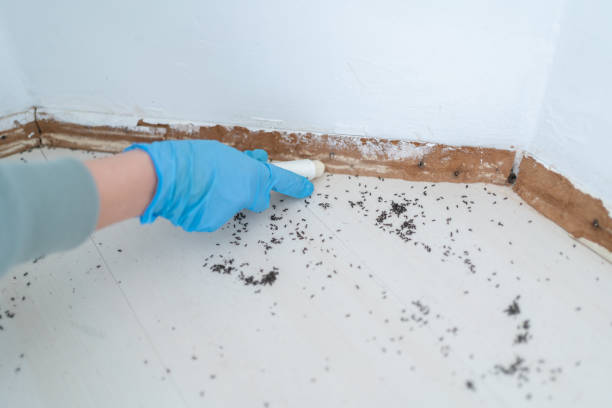 Wasp Removal Services in Chesterfield, MO